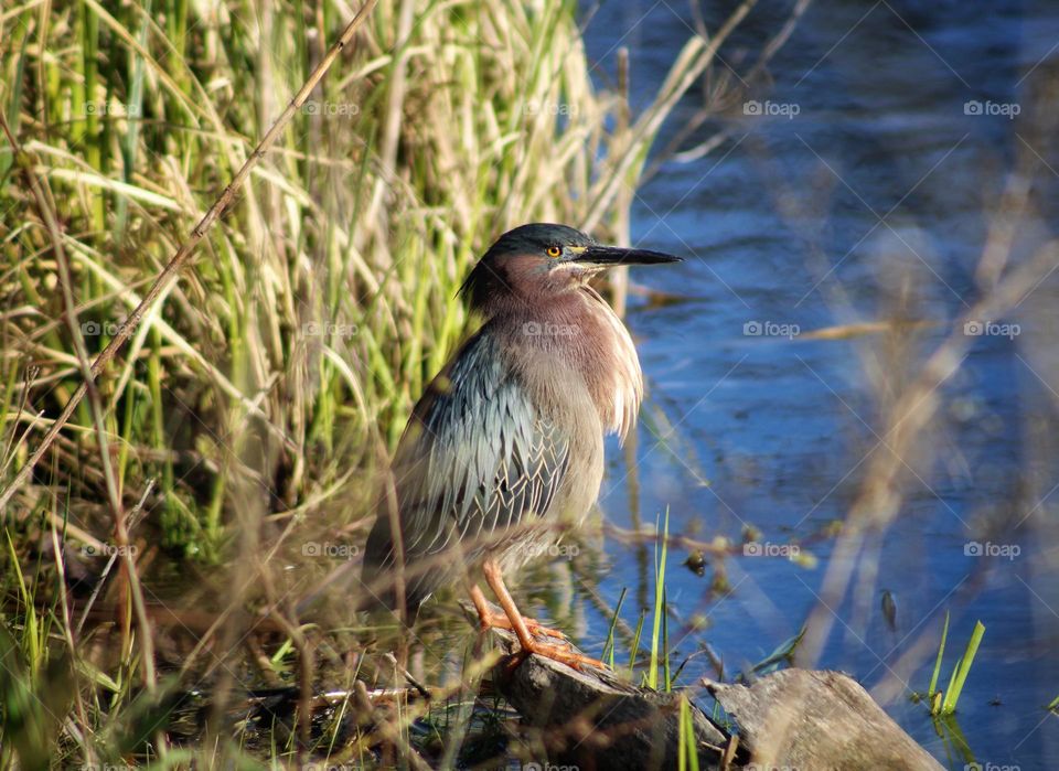 green heron