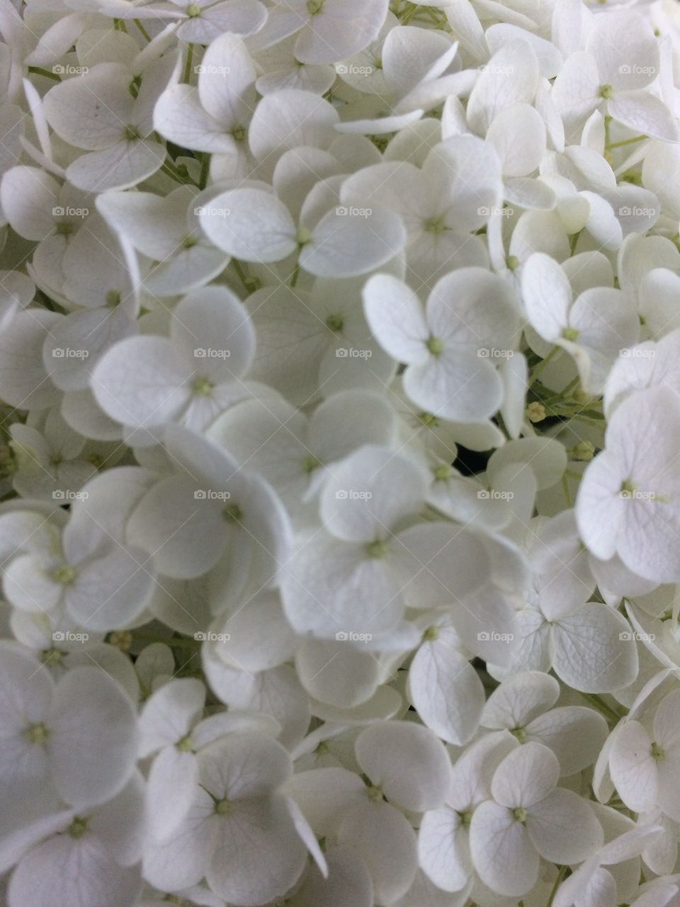 Nothing but Snow White hydrangea blossoms. There must be at least 100 of tiny little flowers. 