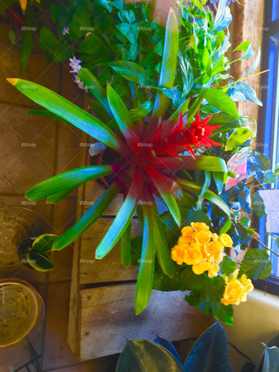 Bromeliads flower