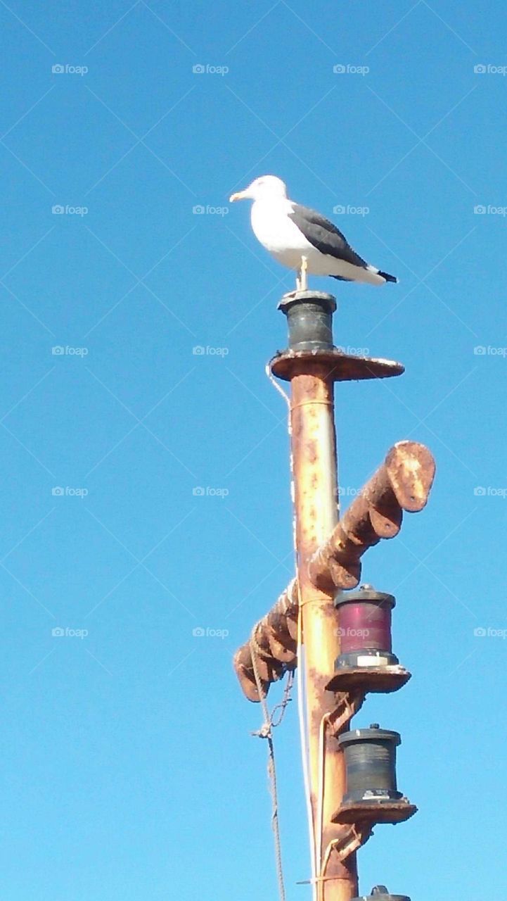 beautiful seagull perching on high place.