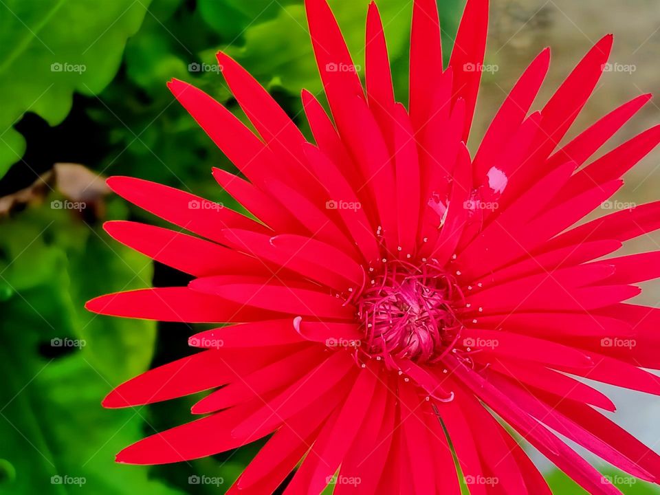 Close view of Daisy flower.
