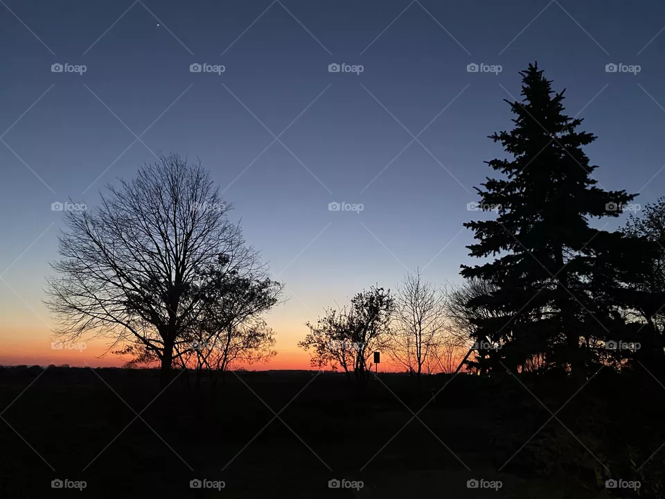 Trees sunset 