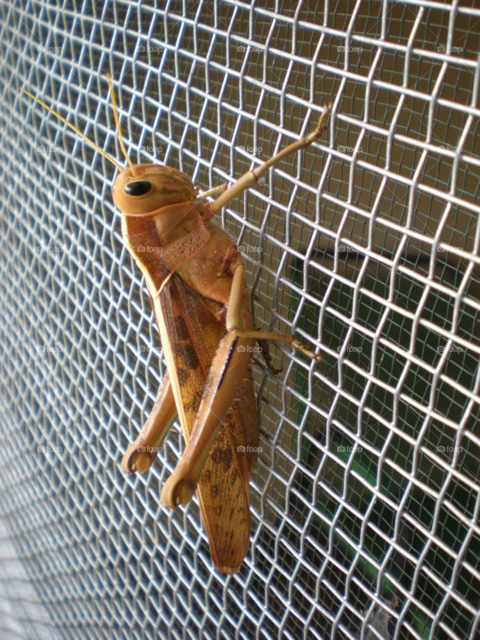 Hanging out on the screen door