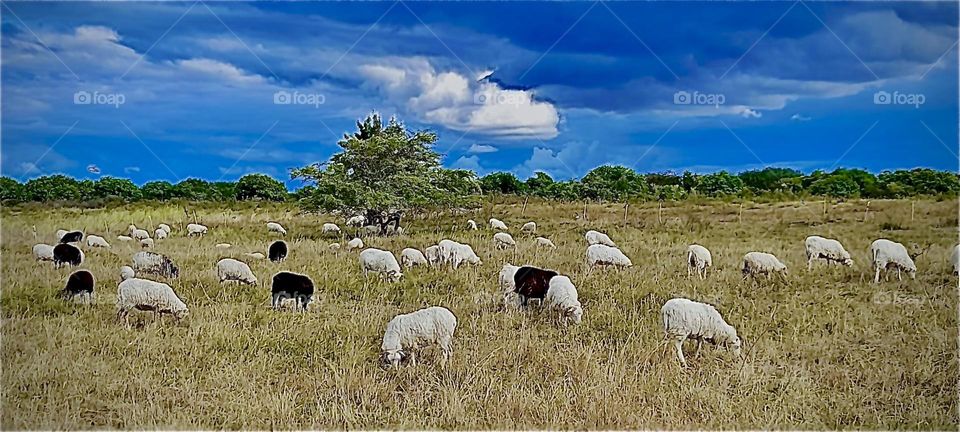 This scene here may prompt you to start „counting the sheep“ and then suddenly uncontrollably start „falling asleep“. The grazing is getting dryer this time of year in „Mecklenburg“ apparently. 2022. Hypnotic Productions