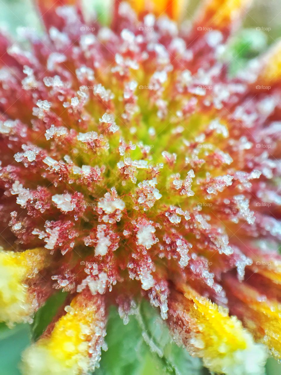 Full frame shot of frozen flower