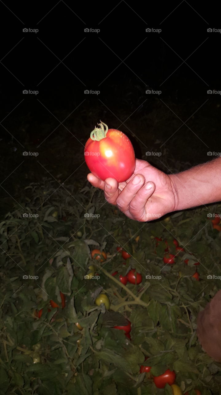 morrocan tomato