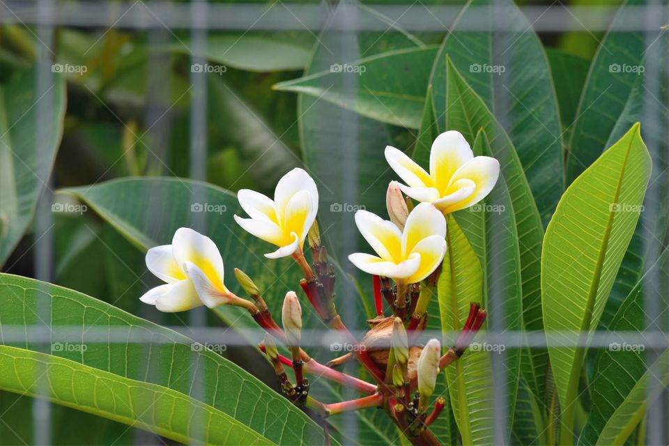 Flower on screen/Flor na tela.