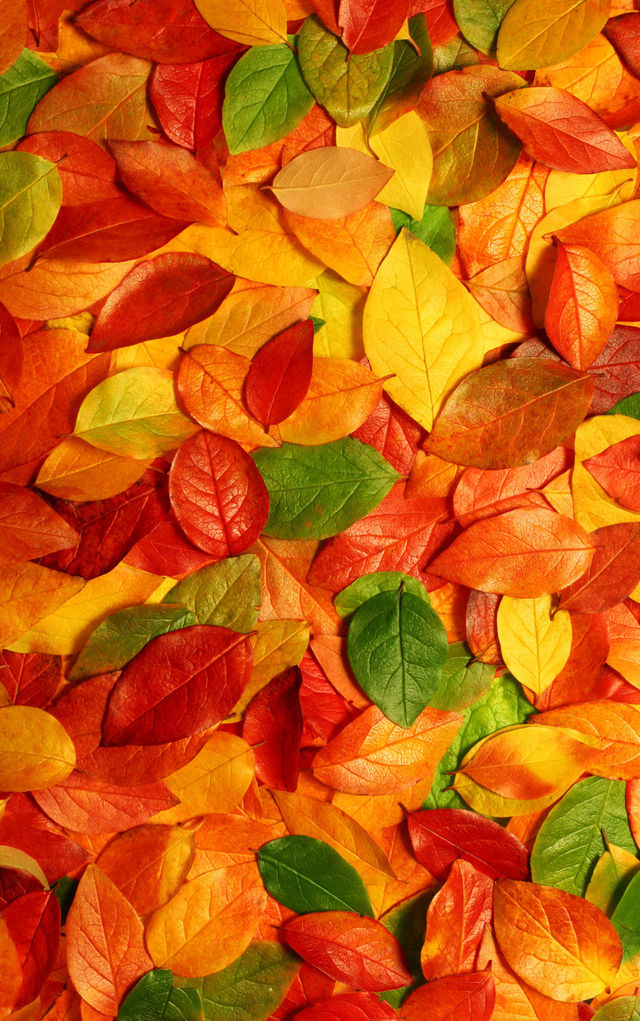 colorful leaf