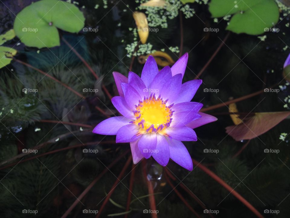 waterlily