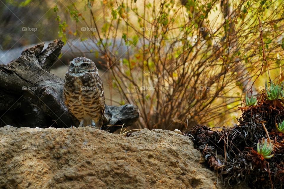 California Burrowing Owl