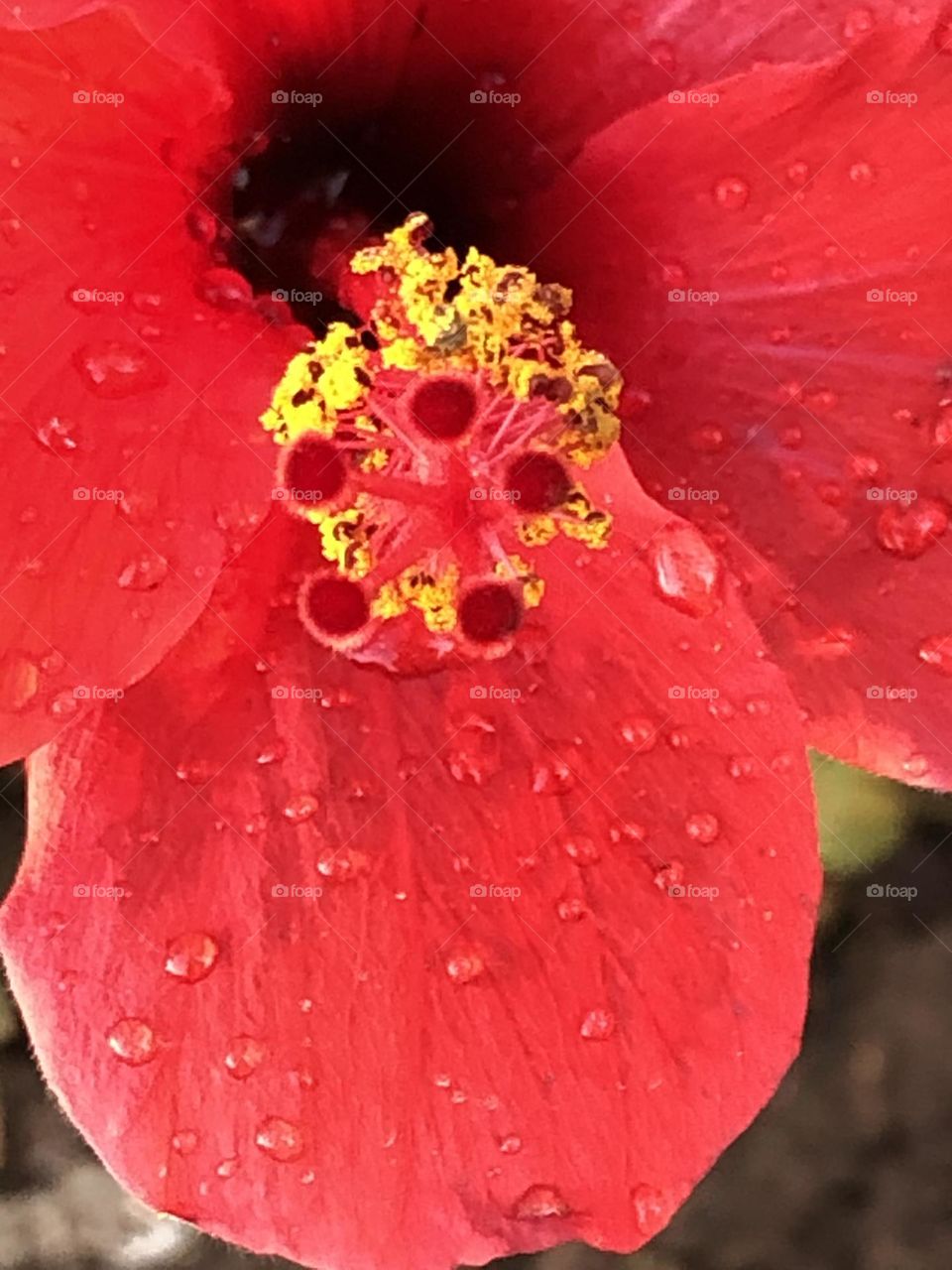 Beautiful red flower 