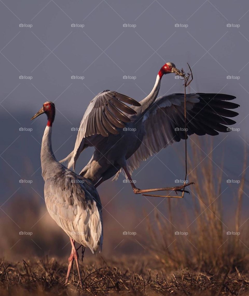 Sarus crane
