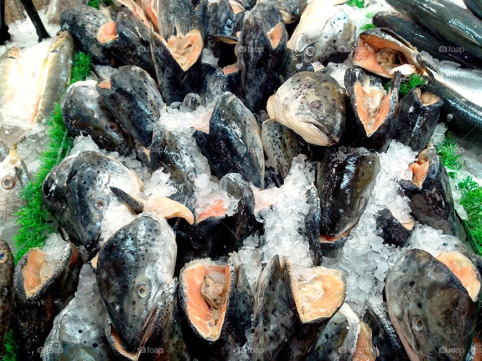 fresh raw fishes. fresh raw fishes sold at a supermarket