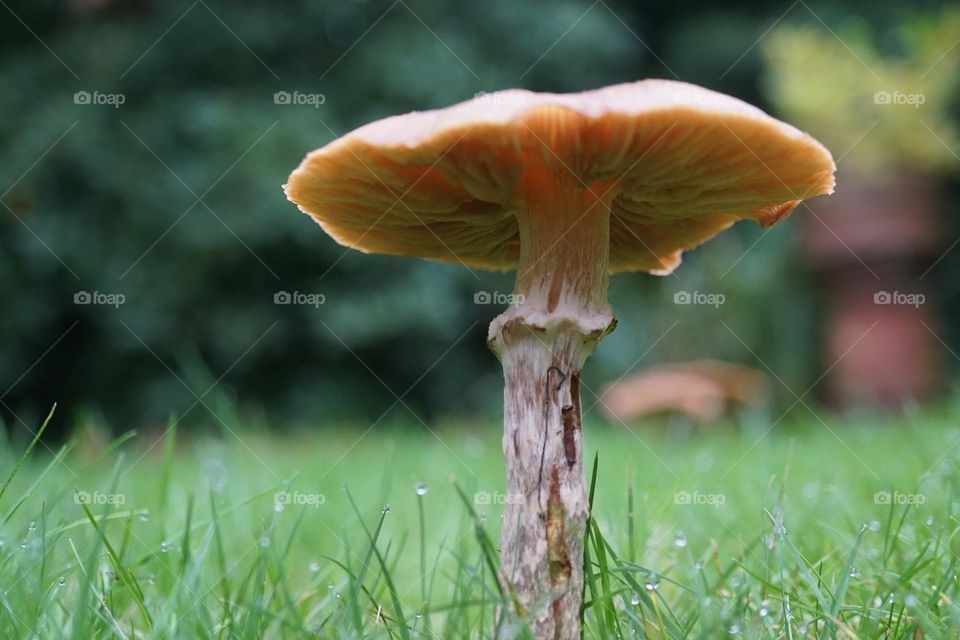 Mushroom 