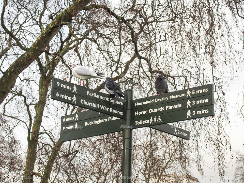 Birds perching in direction sign park london