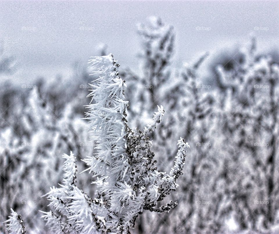 Frost in the wind