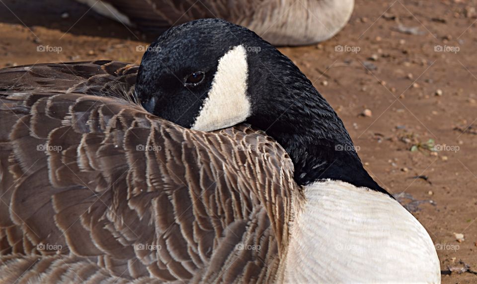 Canadian Goose