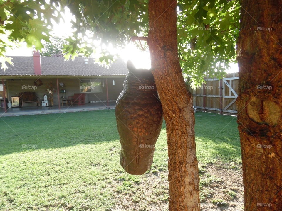wise owl. This is a picture of the owl that is hanging in the tree 🎄 in my back 🔙 yard