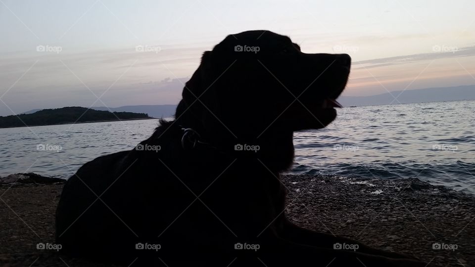 sunset. labrador on beach at sunset