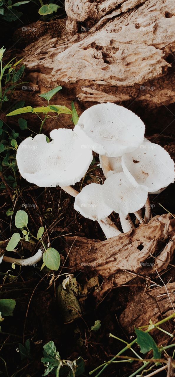 the oyster mushroom image