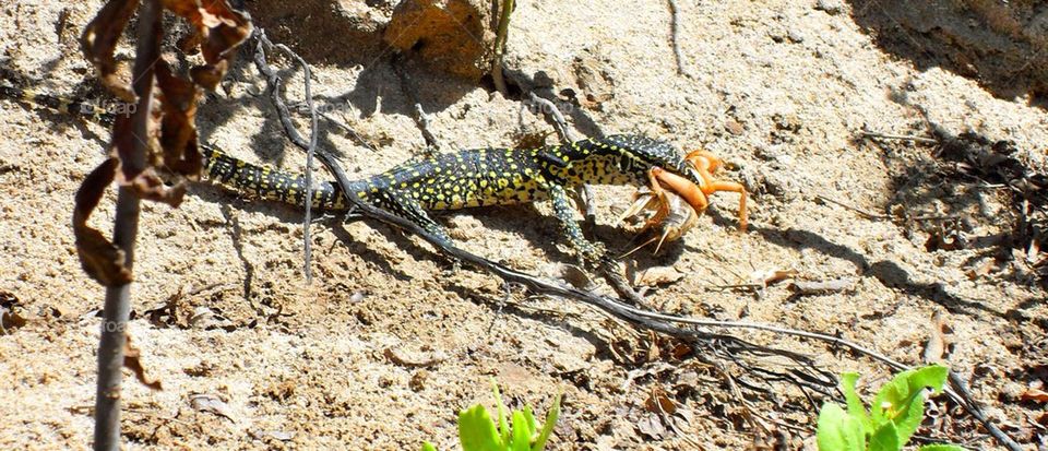 Lizard dinner time