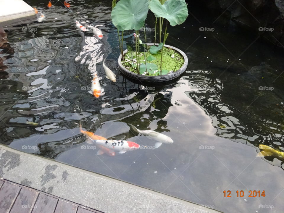 ikan