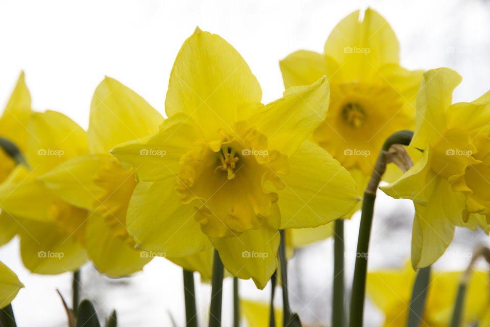 Daffodils yellow close-up .
Påskliljor gula närbild 