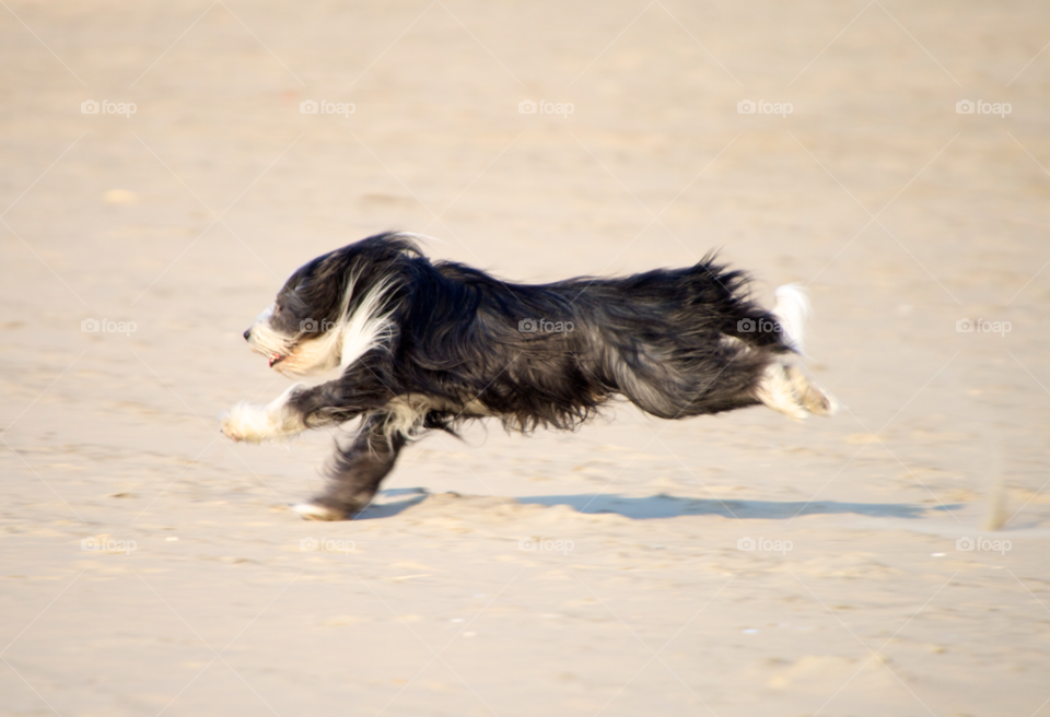 dog cute running playing by KathOnEarth
