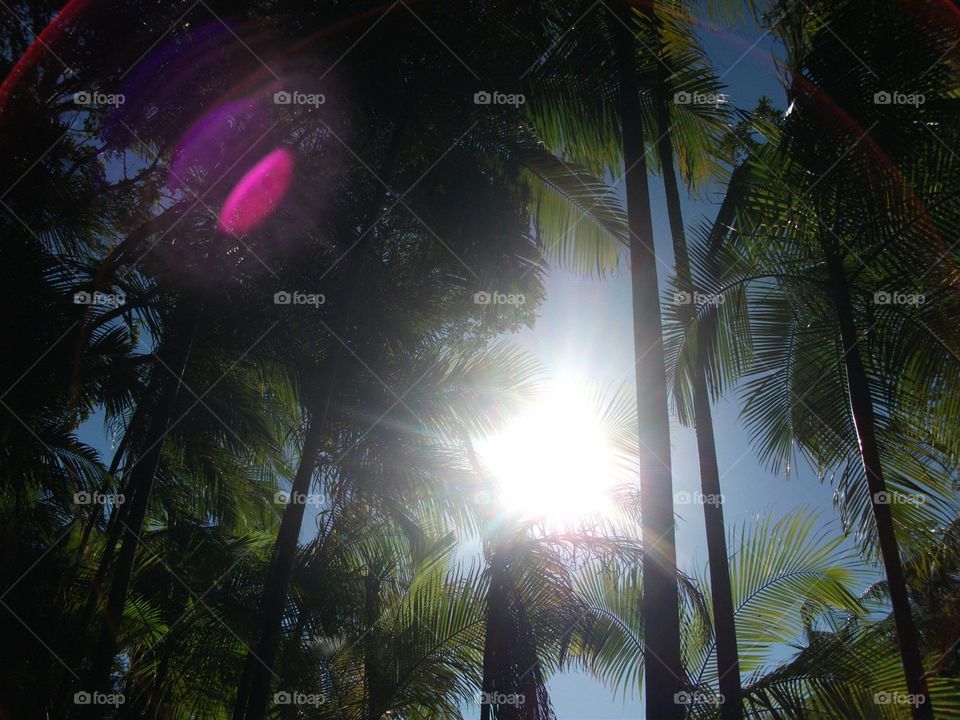 A luz da estrela da manhã entre os elegantes palmitos.