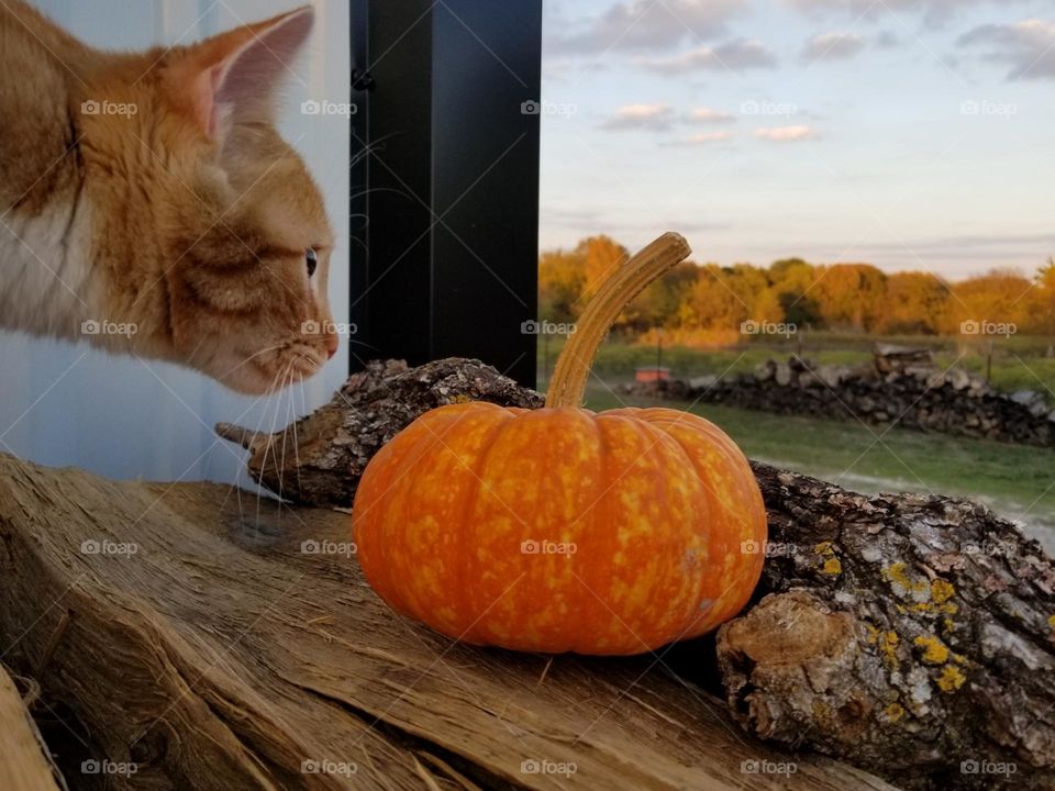 What's That? A pretty Orange Tabby looking at a Pumpkin sitting on firewood with fall scenery in the background