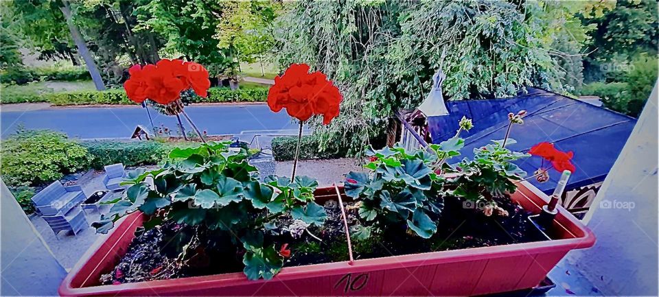 A very welcoming touch in the hotel rooms is a flower bed on the wide window sills. Bright red flowers in full bloom, that’s the perfect condiment that can make a guest feel right at home. 2022. Hypnotic Productions