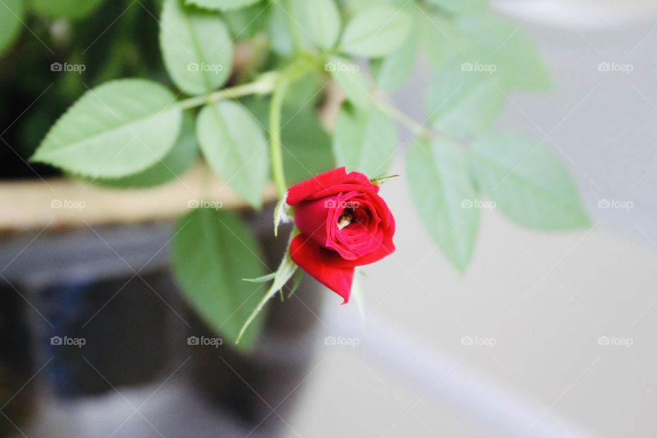 Gorgeous small tiny little bright red rose is so delicate and darling!! 