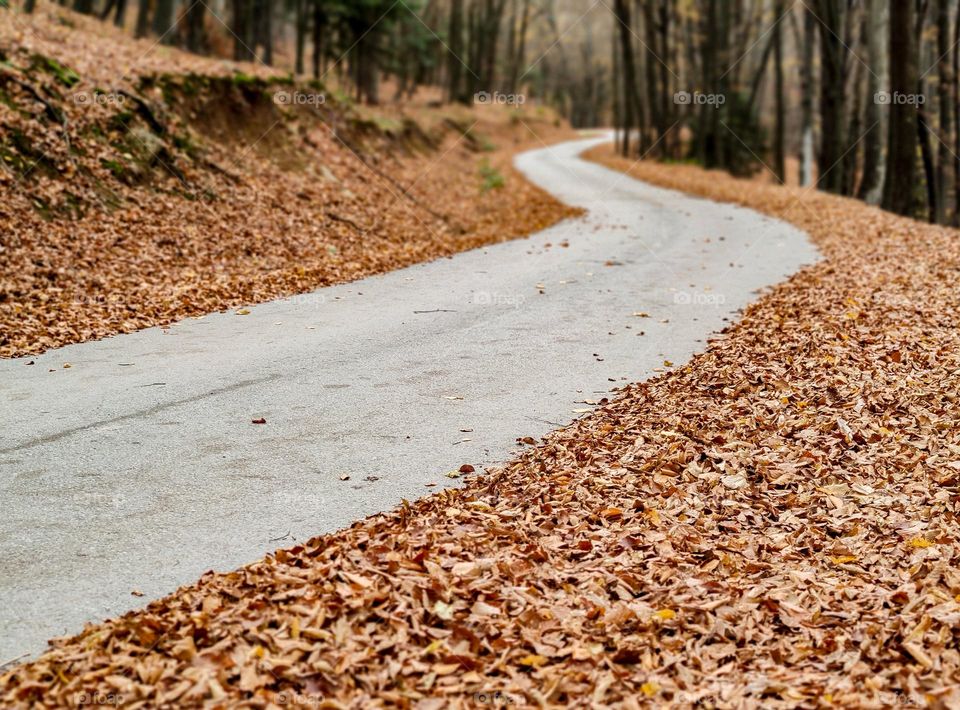 Lovely autumn way through the forest