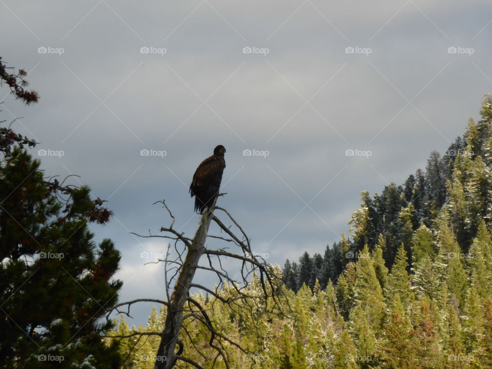 Bald eagle juvenile, Chilko, BC