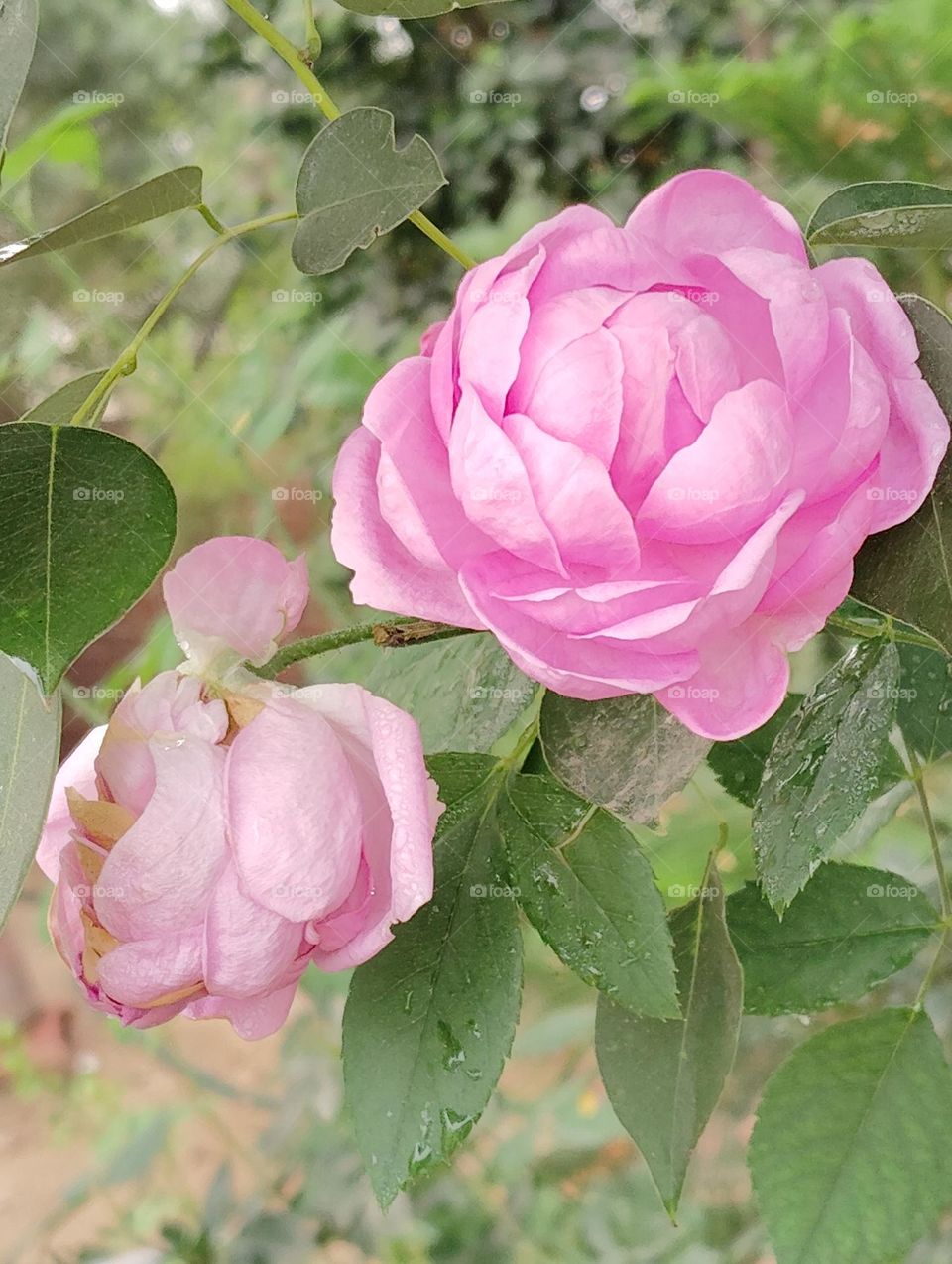 rose pink flower seasonal fresh shurb small size looks very beautiful generally found everywhere