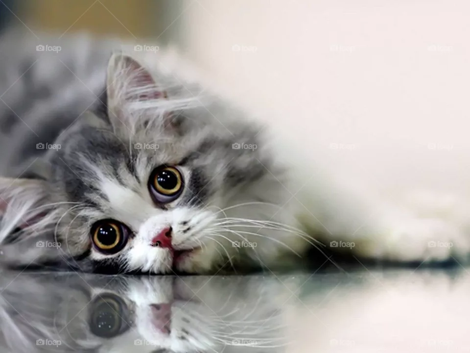 nice cat