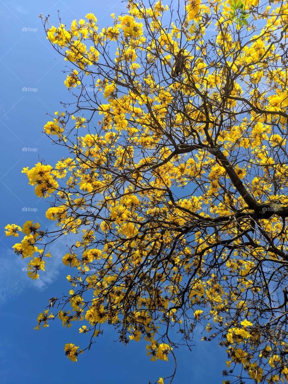 In the photo you can see a tree called Ipê with its yellow flowers and blue sky