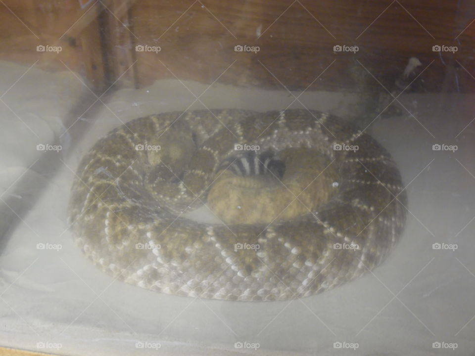 shake rattle not roll. This is a picture of a Rattlesnake that was held in captivity. I took this picture while on vacation in the Gulf