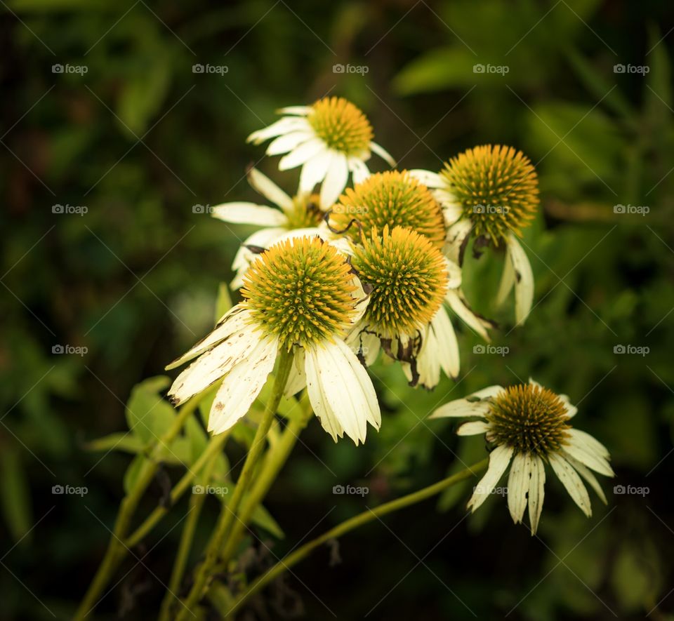 Yellow and white flowers