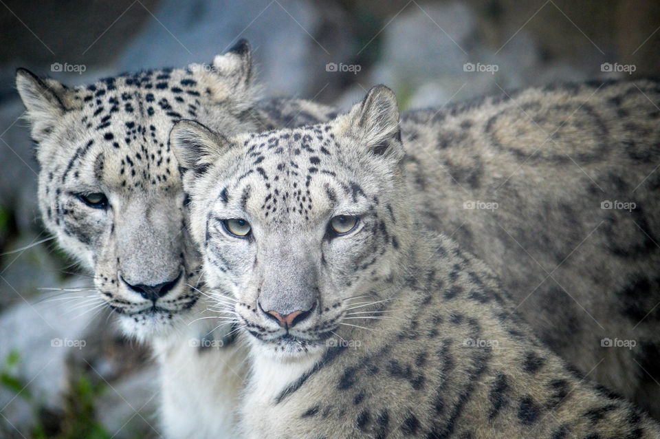 Close-up of two snow leopards