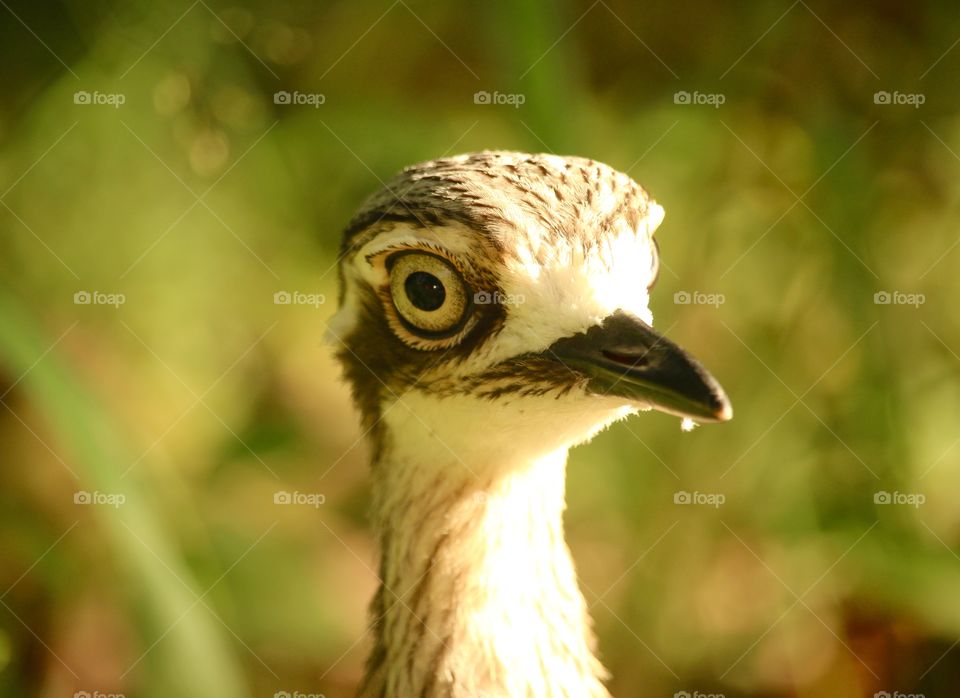 A portrait of a bush-stone curlew in Australia. These little guys scream like the devil’s after them at night.