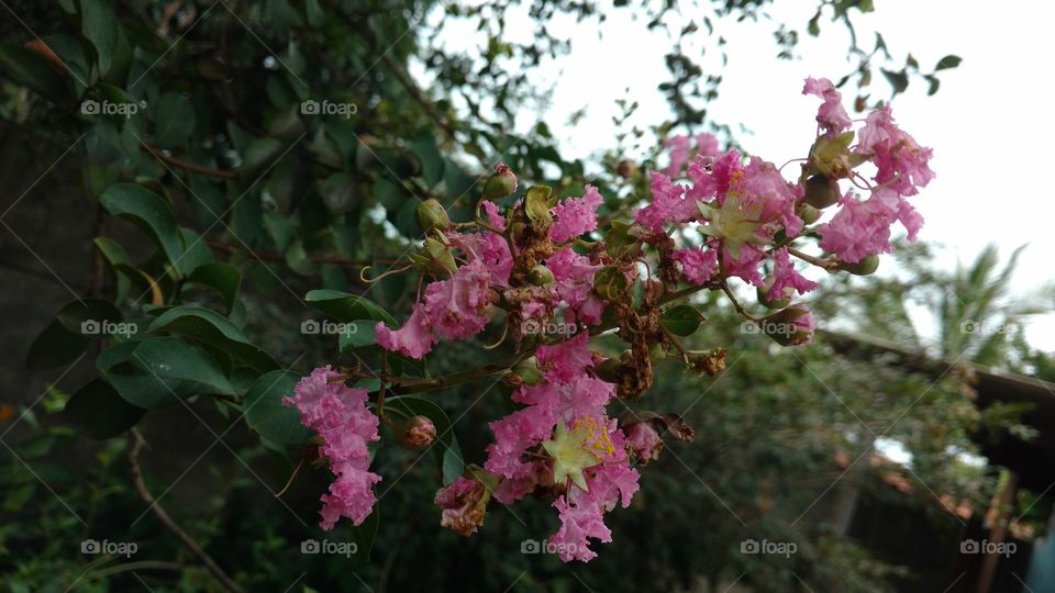 Florezinhas de cores suaves.