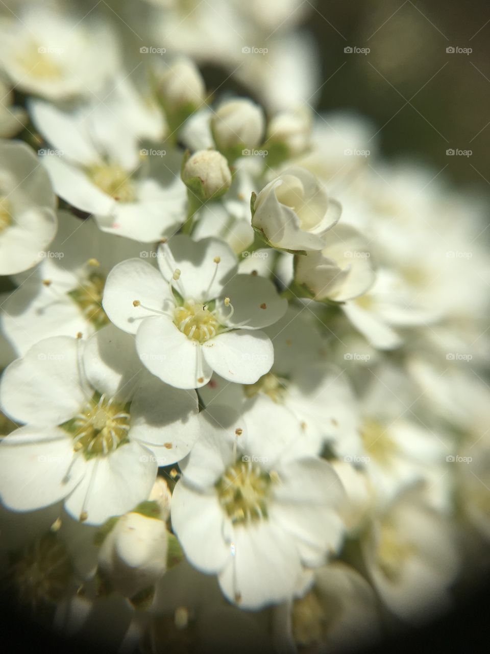 White blossoms and buds