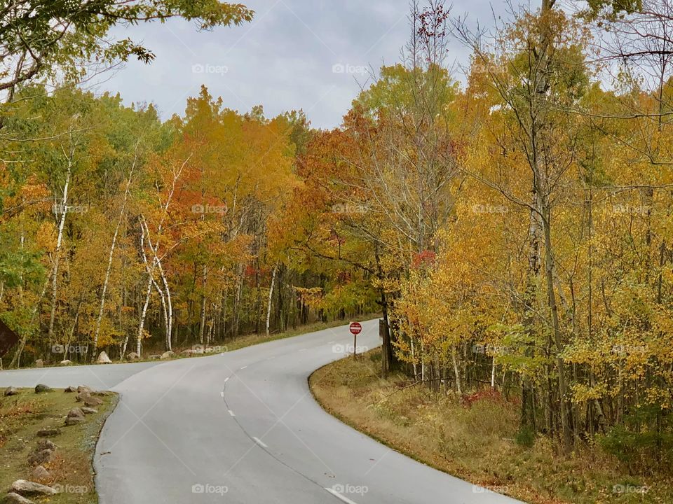 Autumn Road (curvy)