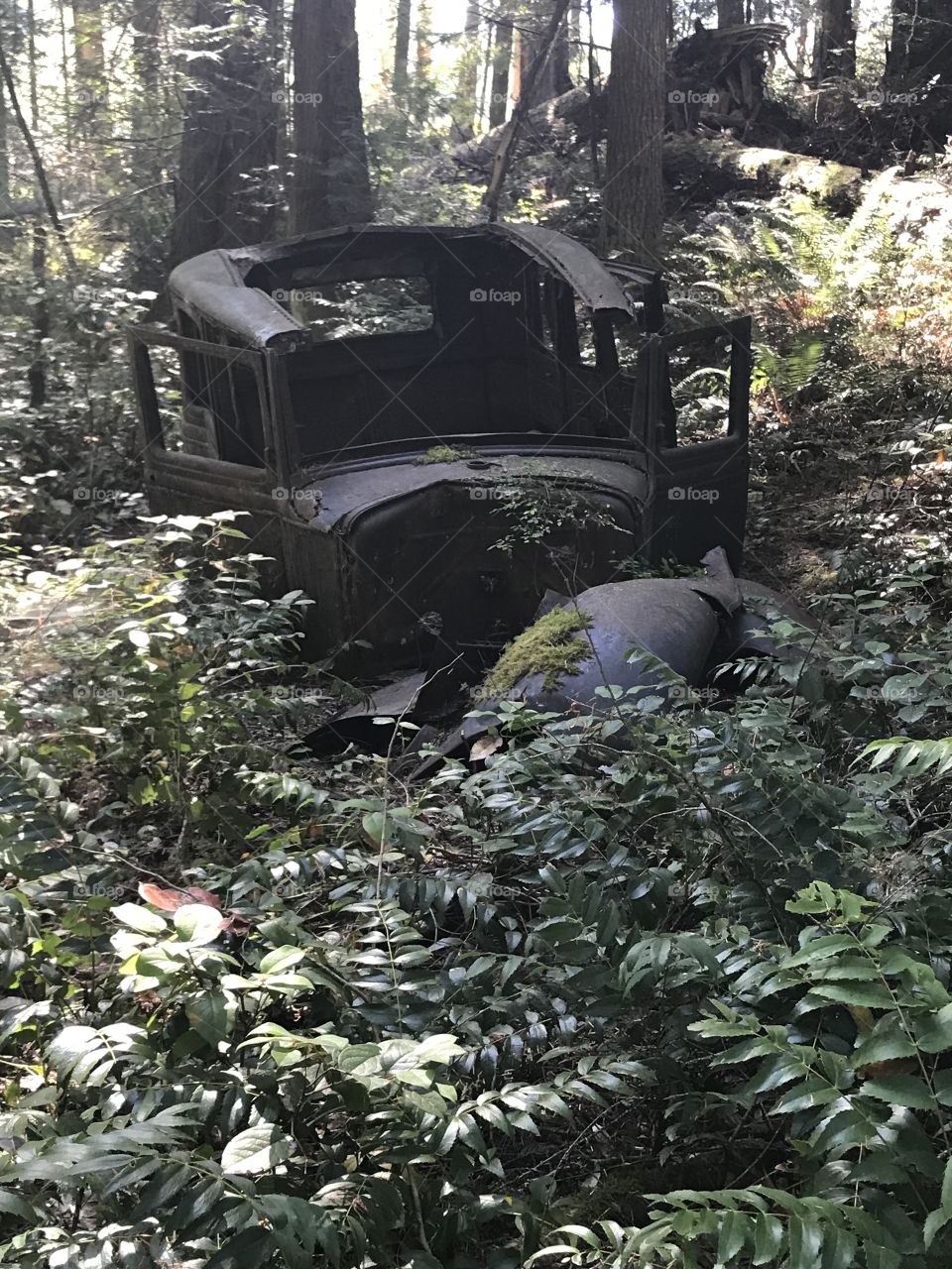 Old car lost in the beautiful west coast forest