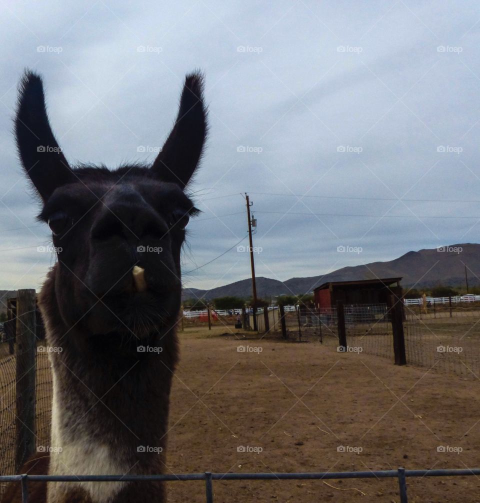 Llama at the zoo