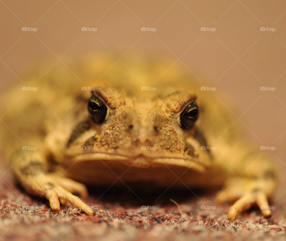 frog toad bullfrog toad macro by lightanddrawing