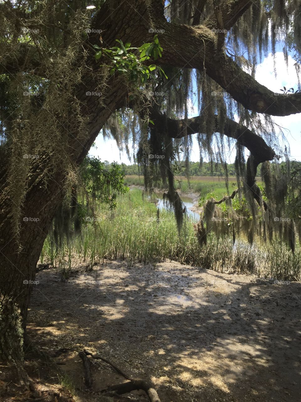 Spanish moss hanging from a tree frames a scenic view of tidelands at Wormsloe State Park, near Savannah, Georgia.