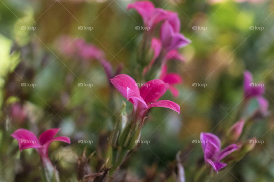 Flowers in my Garden