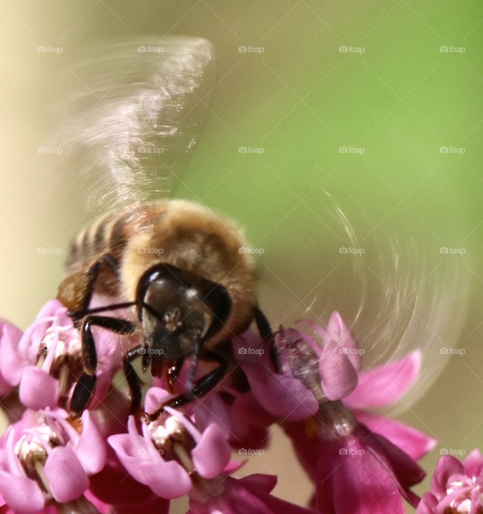 Bee getting pollen from a flower.... wings in motion 